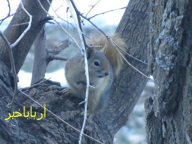 رهاسازی 4 قلاده سنجاب در بانه به دامان طبیعت + عکس