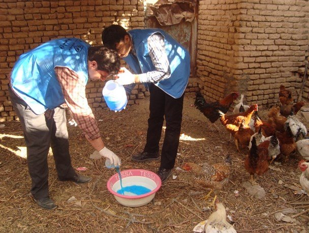 واکسیناسیون طیور علیه بیماری نیوکاسل در 20 روستاي بانه اجرا می شود