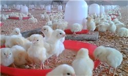 65 درصد واحدهای مرغداری در بانه گازکشی شده است