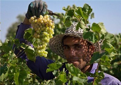 جشن برداشت انگور در بانه برگزار می شود