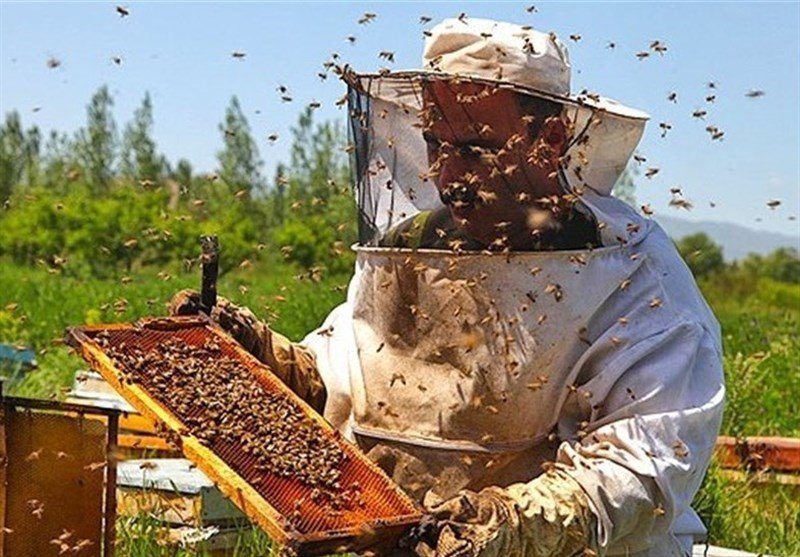 صنعت زنبورداری در بانه توسعه می یابد