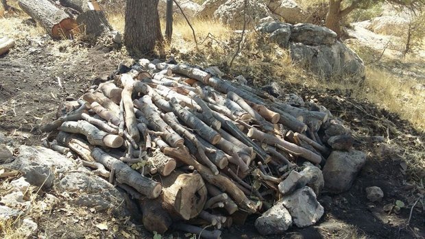 افتادن قرعه تجارت سیاه به جان جنگلهای شهرستان بانه