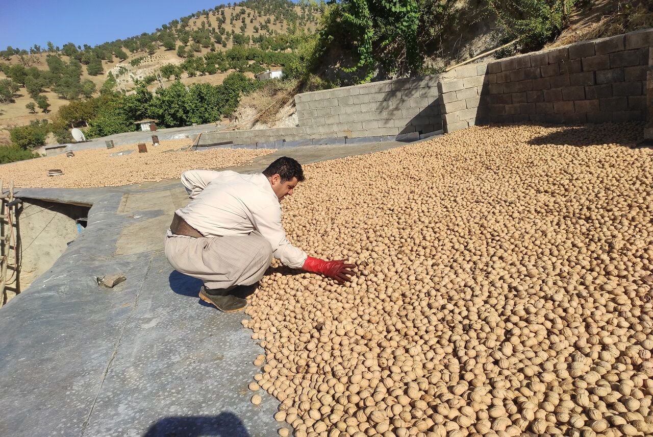 برداشت گردو از باغات روستای ابولحسن بانه