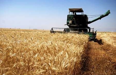 پيش بيني توليد 7000 تن گندم در بانه