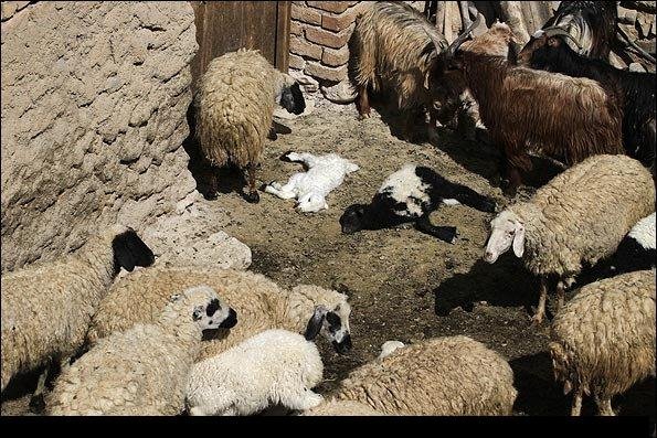 مشاهده چندین مورد تب برفکی در بانه/ اجرای طرح رایگان واکسیناسیون تب برفکی در بانه