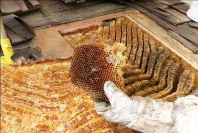 برداشت عسل در بانه آغاز شد/ پیش بینی تولید بیش از 90 تن عسل در بانه