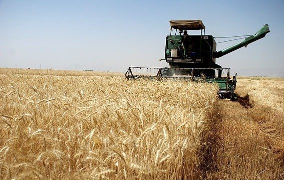 پیش بینی برداشت 4250 تن گندم در بانه