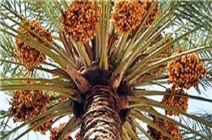 زائران راهیان نور با خرید سوغات محلی به اشتغال خوزستان کمک می‌کنند