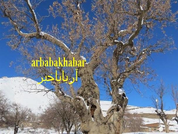 درخت بلوط روستای "بیان دره" در بانه بیش از  1500 سال عمر دارد