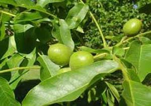 اصلاح 13 هکتار از باغات درجه 2  گردو در بانه/ پیوند سر شاخه کاری 450 اصله درخت گردو در بانه