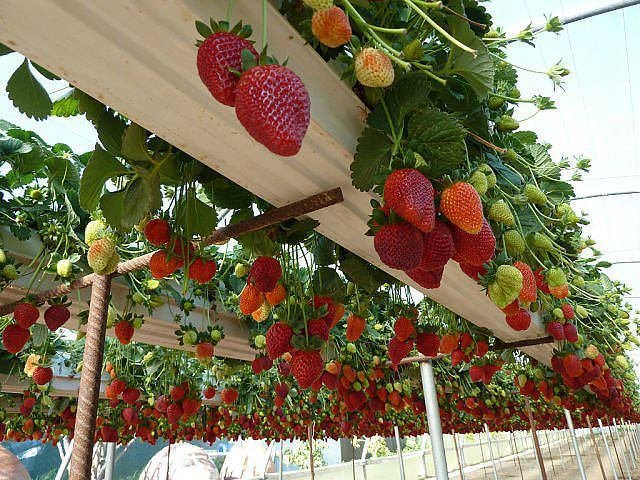 اولین محصول توت فرنگی گلخانه ای بانه وارد بازار می شود