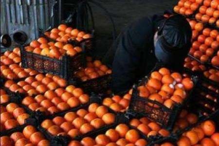 110 تن میوه شب عید در بانه توزیع می شود