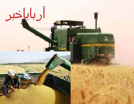 پایان عملیات برداشت گندم در بانه/ خرید 4500 تن گندم مازاد بر نیاز کشاورزان در بانه
