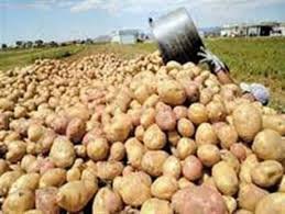 فرمان دفن سیب‌زمینی‌ها را چه کسی صادر کرد؟/صرف 3570000 لیتر آب برای تولید 1700تن سیب‌زمینی مدفون