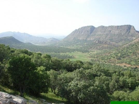 مبارزه با آفات جنگل‌های بانه، مریوان و سروآباد با جدیت انجام شود