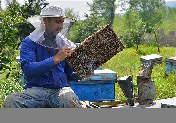 كاهش 60 درصدي توليد عسل در بانه