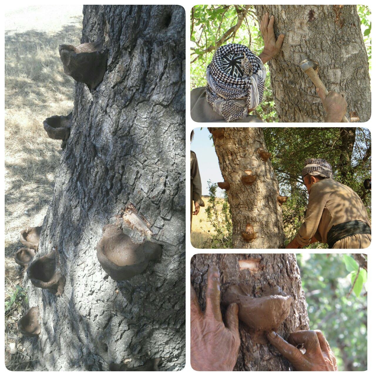 آغاز بهره برداری از شیره درختان بنه در 30 روستای بانه