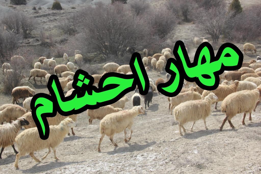 مهار 208 رأس دام قاچاق در مرز بانه