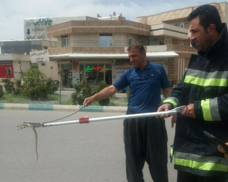 زنده گیری مار از داخل خودروی وانت بار در بانه