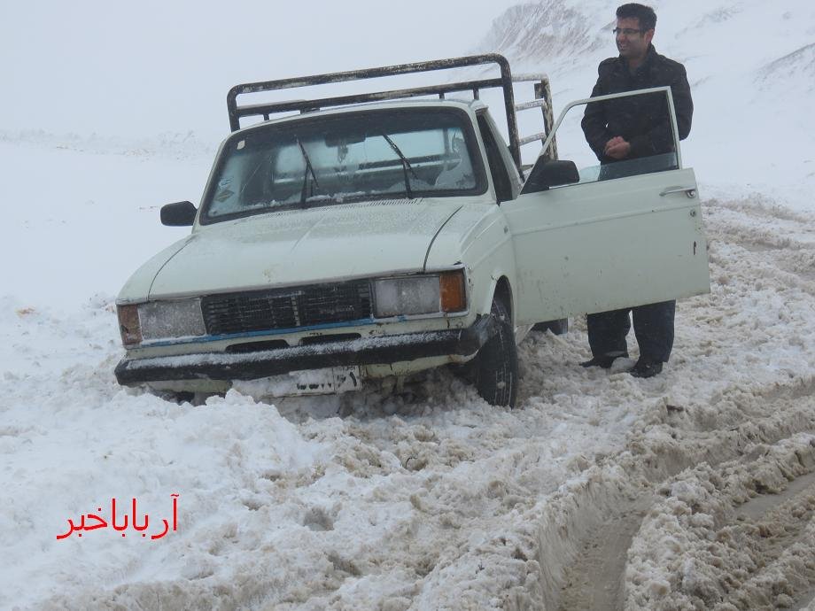 عکس/  مهمان سفید در  بانه بازهم دردسر ساز شد