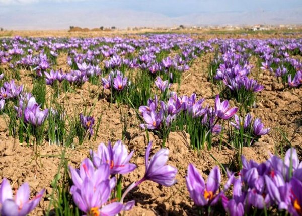 برداشت زعفران در بانه آغاز شد/ پيش بيني برداشت بيش از يك كيلو گرم زعفران از مزارع بانه