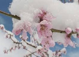 خسارت 58 میلیاردی سیل و سرما به محصولات کشاورزی در بانه