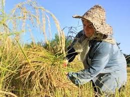 ترغیب کشاورزان برای بیمه کردن محصولات در بانه ضروری است