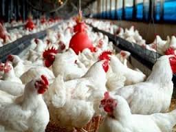 بهره برداری از  پروژه گازرسانی به 3 واحد مرغداری در بانه