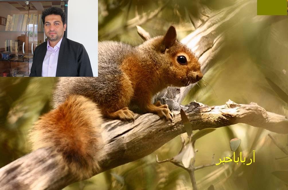 همایش حمایت از سنجاب ایرانی در بانه برگزار می شود
