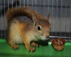دستگیری دو متخلف زنده گیر سنجاب در بانه