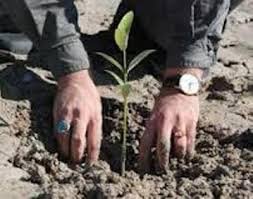 2500 اصله نهال در بانه غرس و توزیع می شود