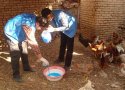 واکسیناسیون طیور علیه بیماری نیوکاسل در 20 روستاي بانه اجرا می شود