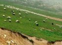 خلع ید و رفع تصرف 96 هکتار از اراضی شهرستان بانه