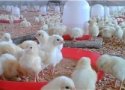 65 درصد واحدهای مرغداری در بانه گازکشی شده است