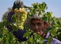 جشن برداشت انگور در بانه برگزار می شود