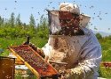 صنعت زنبورداری در بانه توسعه می یابد