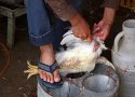 اشتغال سودجویان به قیمت سلامت مردم/ برخورد جدی با مراکز عرضه مرغ زنده در بانه