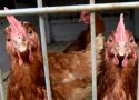 واکسن مورد نیاز آنفلوآنزای فوق حاد پرندگان در کردستان تامین است