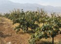 اراضی کشاورزی هر روز آب می‌رود/ «تغییر کاربری»؛ بین دوراهی جرم‌انگاری و حق مالکیت