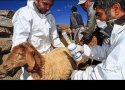 بیش از 50 هزار دام در بانه علیه بیماری تب برفکی واکسینه می شوند