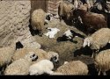 مشاهده چندین مورد تب برفکی در بانه/ اجرای طرح رایگان واکسیناسیون تب برفکی در بانه