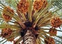 زائران راهیان نور با خرید سوغات محلی به اشتغال خوزستان کمک می‌کنند