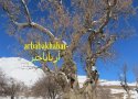 درخت بلوط روستای "بیان دره" در بانه بیش از  1500 سال عمر دارد