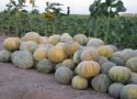 آغاز برداشت گرمگ از مزارع بانه/ پیش بینی برداشت 3 هزار تن گرمک در بانه