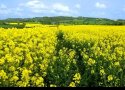 کمبود منابع آبی عمده ترین مشکل کلزا کاران در بانه است