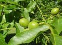 اصلاح 13 هکتار از باغات درجه 2  گردو در بانه/ پیوند سر شاخه کاری 450 اصله درخت گردو در بانه