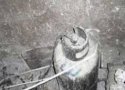 انفجار کپسول گاز در یک منزل مسکونی در بانه