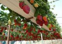 اولین محصول توت فرنگی گلخانه ای بانه وارد بازار می شود