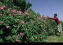برداشت گل محمدی در بانه آغاز شد/ پیش بینی برداشت 3/5 تن گل محمدی در بانه