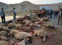 60 راس گوسفند در تصادف با تریلی تلف شدند +عکس